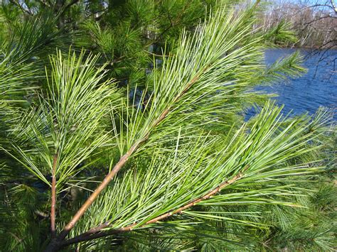 Pinus strobus (eastern white pine): Go Botany