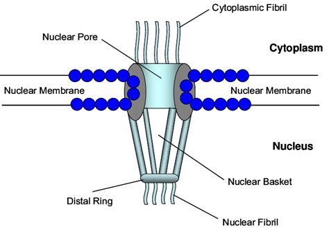 A schematic showing structural components of the uclear pore complex. n | Download Scientific ...