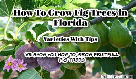 How To Grow Fig Trees in Florida: Varieties With Tips – Fruitinformation.com