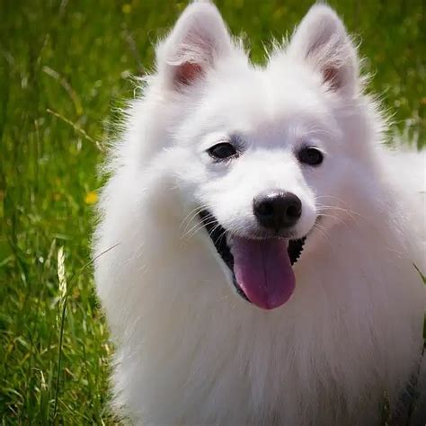 RASE PASA: Japanski špic, veliki pas zarobljen u malom telu - Djole.dog