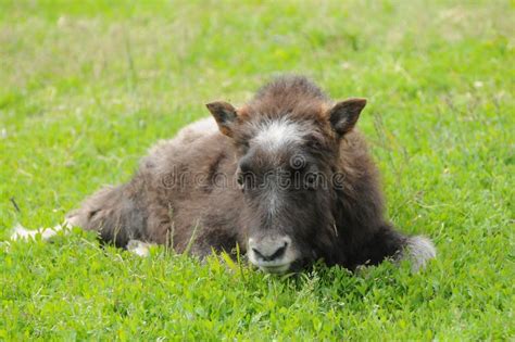 A Baby Musk Ox stock image. Image of fauna, animal, alaska - 25541923