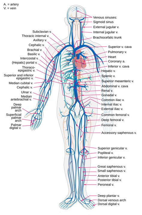 Anatomy Label Major Arteries And Veins Human Circulatory System Of | Images and Photos finder