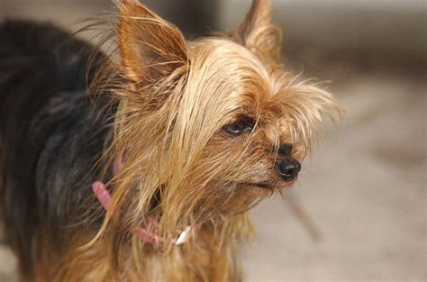 Everything You Need to Know About the Teacup Yorkie - Animalso