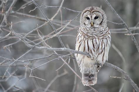 Animals in Winter: Barred Owls