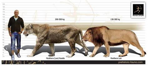 Cave Lion | Ancient animals, Prehistoric animals, Extinct animals