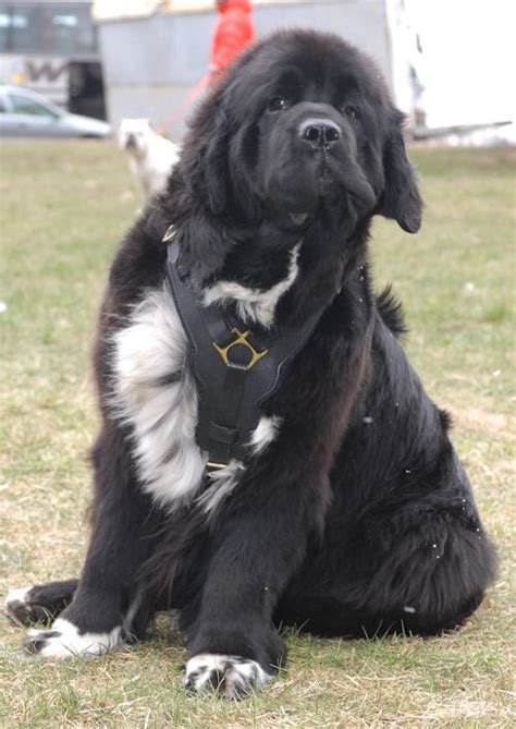 Training : Newfoundland harness, Newfoundland dog muzzle, Newfoundland ...