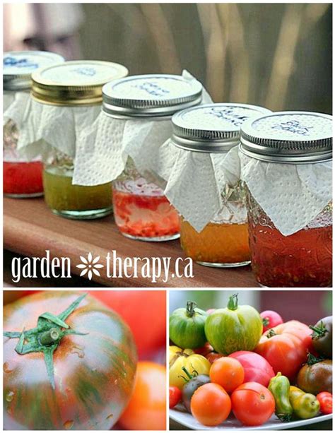 Saving Heirloom Tomato Seeds