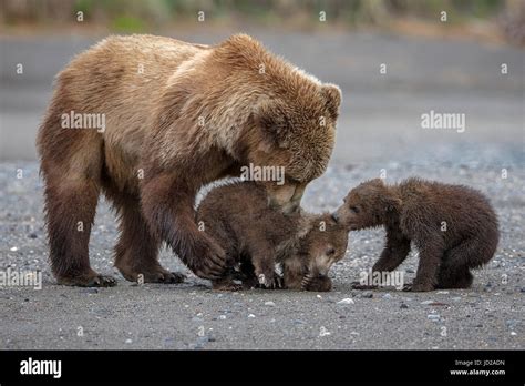 Brown Bears of Alaska with cubs Stock Photo - Alamy