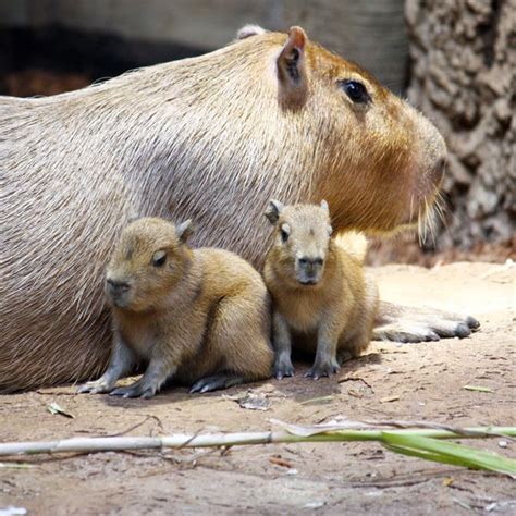 Baby Capybaras Born in The RainForest at Cleveland Metroparks Zoo - ZooBorns