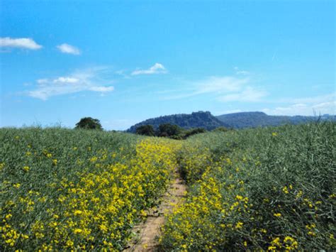 The Sandstone Trail