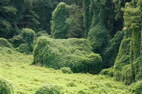 Kudzu Takes Over- Ms.Adams timeline | Timetoast timelines