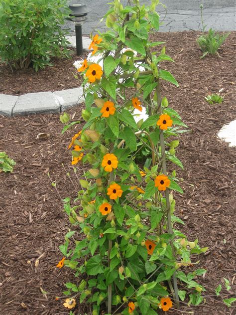 BLack eyed susan vine. | Black eyed susan, Black eyed susan vine, Plants