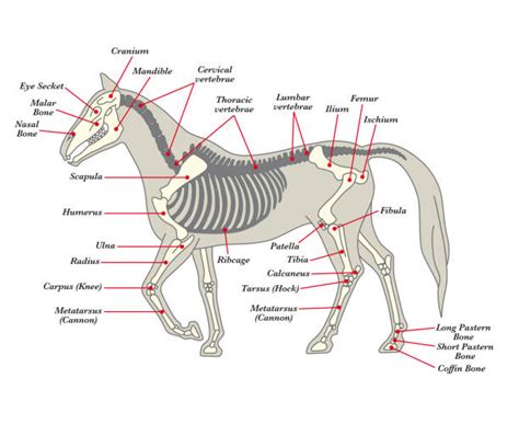 330+ Horse Anatomy Stock Illustrations, Royalty-Free Vector Graphics & Clip Art - iStock