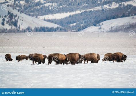 Bison Herd In The Snow, Grand Teton National Park Stock Photo - Image ...