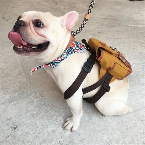 These Cute Little Dog Backpacks Lets Them Hold Their Puppies On Their Back