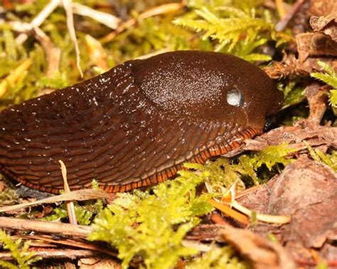 Red slug - Facts, Diet, Habitat & Pictures on Animalia.bio