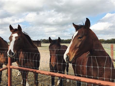 How to Choose the Best Electric Fence for Horses: Top 6 - Equineigh