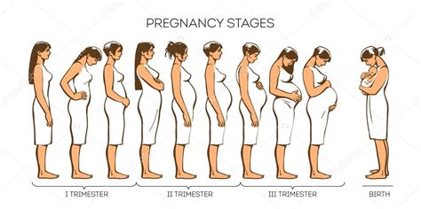 Women Pregnancy Stages — Stock Vector © Sabelskaya #106044426