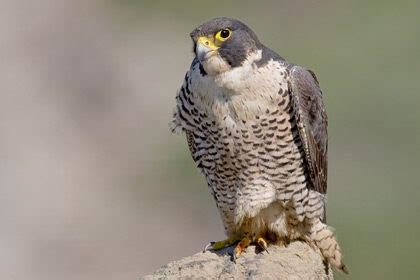 Peregrine Falcon Facts For Kids | Peregrine Falcon Diet & Habitat