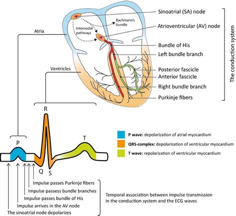 Clinical electrocardiography and ECG interpretation – ECG learning Cardiac Cycle, Ekg ...