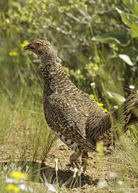 Dusky Grouse (Dendragapus obscurus) female, Colorado 1 | Flickr - Photo ...