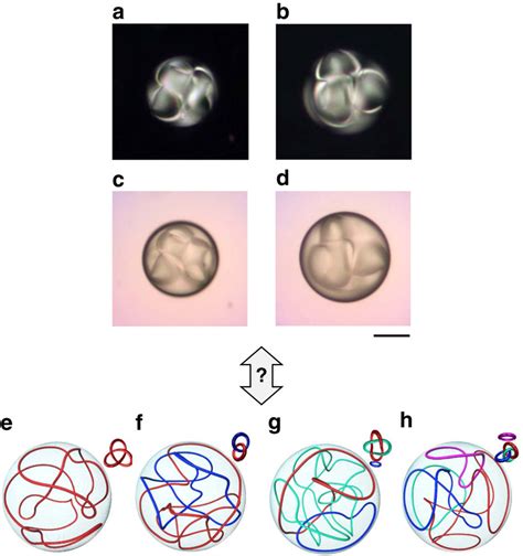 Complex metastable states. Examples of complex metastable topological... | Download Scientific ...