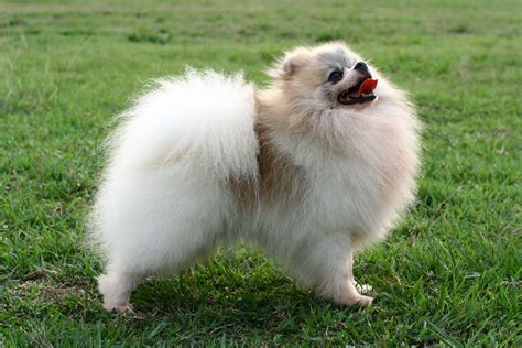 Pomeranian Pictures Photos Pics