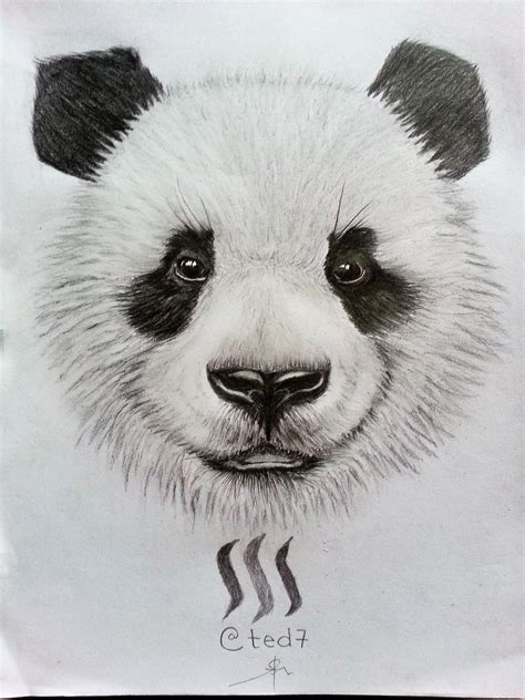 Panda Drawing, Pencil, Sketch, Colorful, Realistic Art Images | Drawing Skill