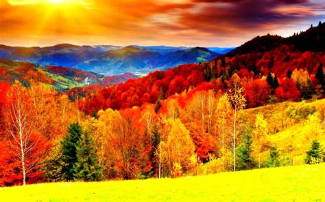 Color Forest Wallpapers - Top Free Color Forest Backgrounds - WallpaperAccess