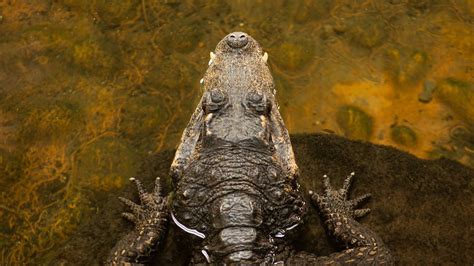 Crocodile Ears: Why Reptilian Hearing Stays Sharp Throughout Life | Technology Networks