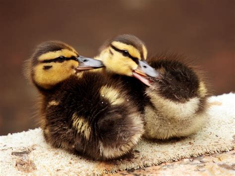 Mallard Duck And Ducklings