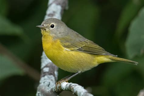 Fall Warbler Migration 2020 – Jeremy Meyer Photography