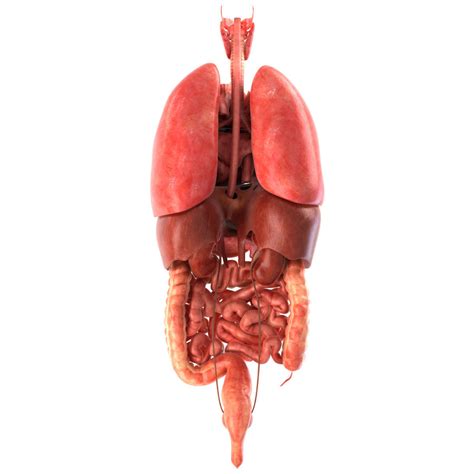 3D model Human internal organs VR / AR / low-poly MAX OBJ 3DS FBX C4D LWO LW LWS | CGTrader.com