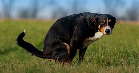 IBD In Dogs: Symptoms, Causes, And Treatment