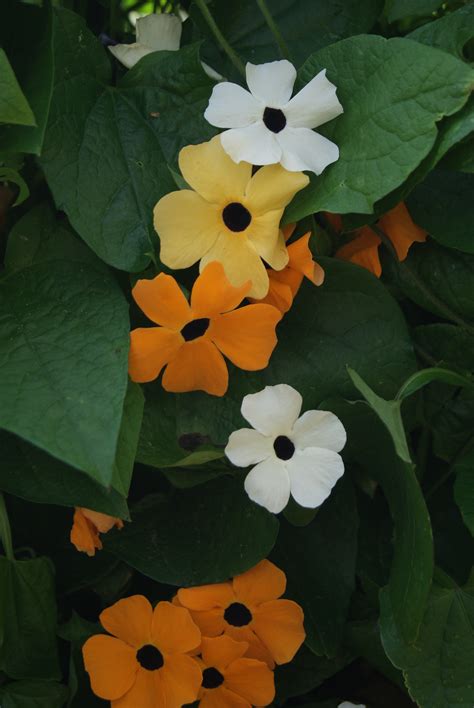 Thunbergia alata, Mixed Seeds £2.45 from Chiltern Seeds - Chiltern Seeds Secure Online Seed ...