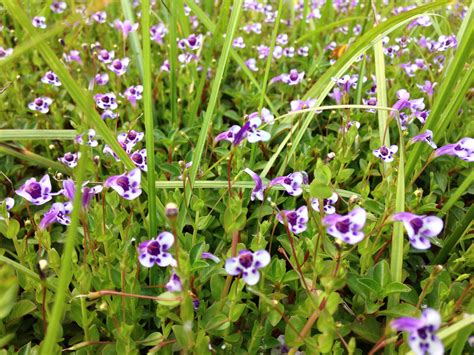 Florida wetland | Florida, Plants, Wetland