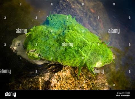 Spongilla hi-res stock photography and images - Alamy