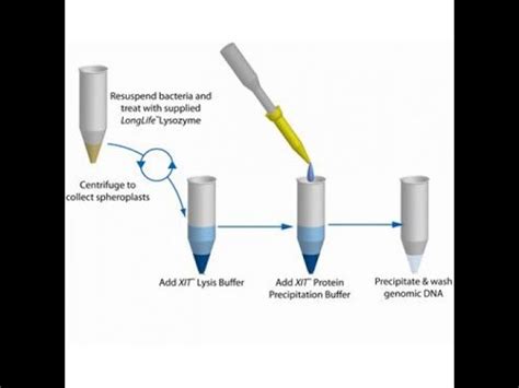 Lysis Buffer Recipe For Bacterial Dna Extraction | Bryont Blog