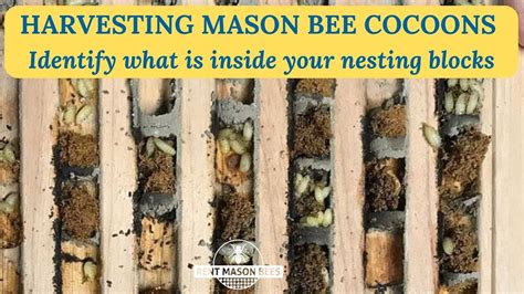 Identify what is inside your nesting block during a MASON BEE HARVEST ...