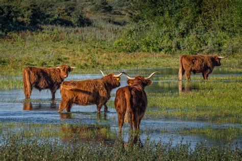 highland cattle hanging out in overgrown pond – Stan Schaap PHOTOGRAPHY