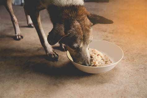 Dog Crying After Eating – Is It A Problem? (Solutions) - OodleLife®