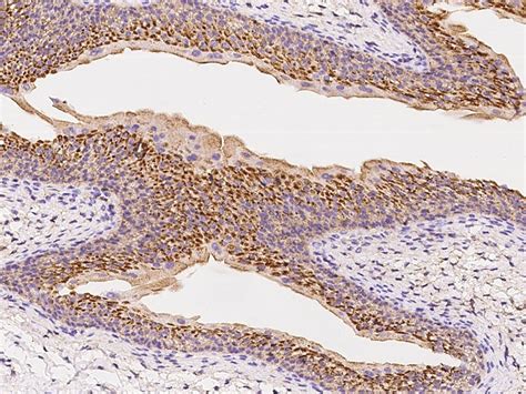 CD47 Antibody (PA5-80435)