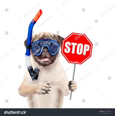 15,064 imágenes de Funny stop sign - Imágenes, fotos y vectores de stock | Shutterstock