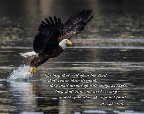 Eagle-isaiah 40:31 Bible Verse Picture 8x10 Harry Collins Original Photography Art Work - Etsy