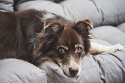 11 Most Common Australian Shepherd Health Issues: Vet-Reviewed Facts ...