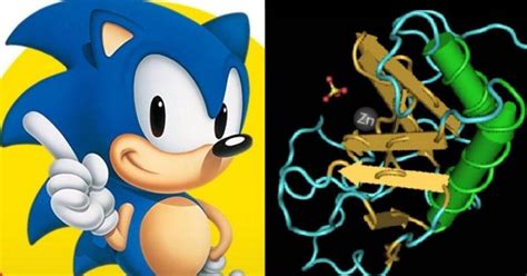 How the sonic hedgehog (SHH) gene got its name - FlipScience - Top Philippine science news and ...