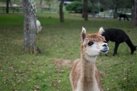 Alpaca Farm - Black Dog Endeavors