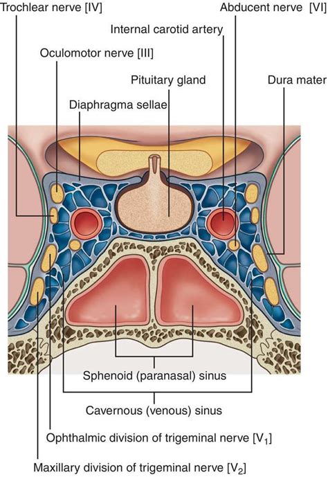 Basic anatomy and physiology, Anatomy, Sinusitis