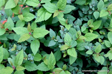 Dwarf Spirea Varieties