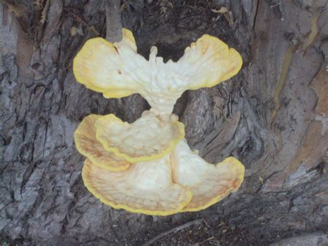 Laetiporus sulphureus - Mushroom Hunting and Identification - Shroomery Message Board